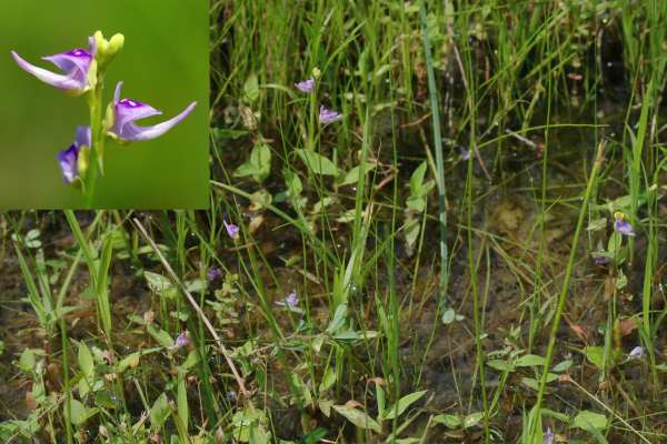 ホザキノミミカキグサ