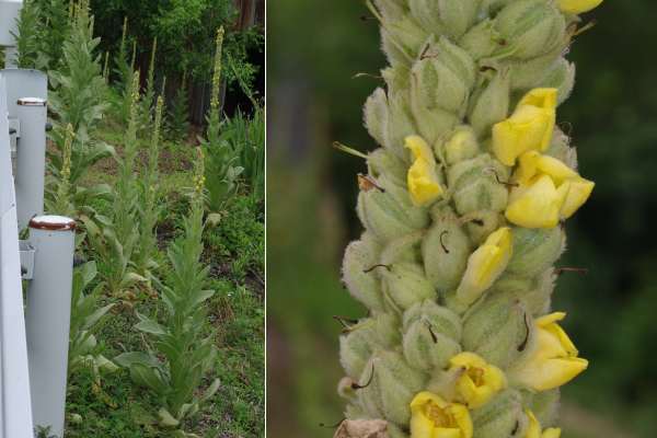 ビロードモウズイカ