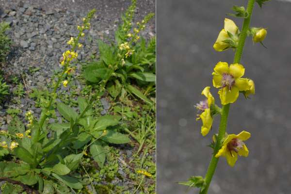 アレチモウズイカ