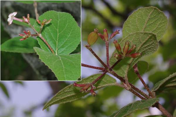 チョウジガマズミ