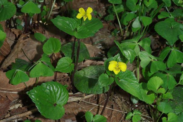 ダイセンキスミレ