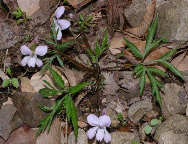 エイザンスミレ