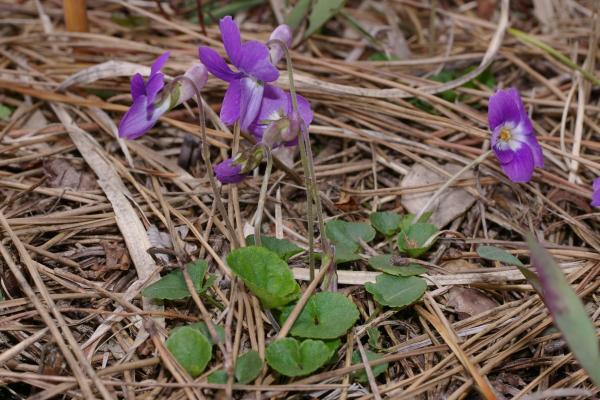 ニオイタチツボスミレ