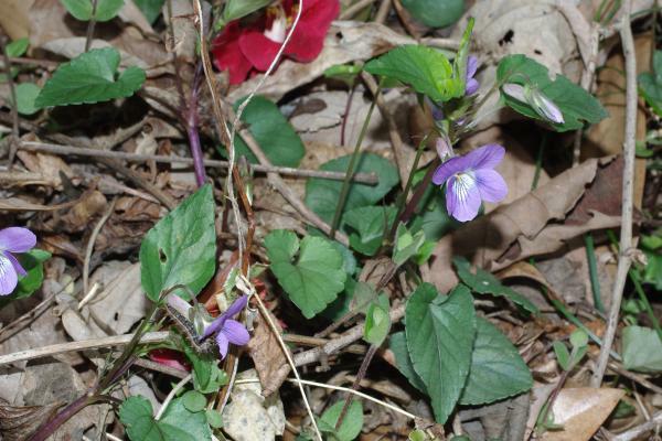 ナガバタチツボスミレ