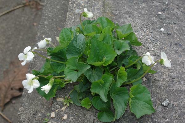 アメリカスミレサイシン