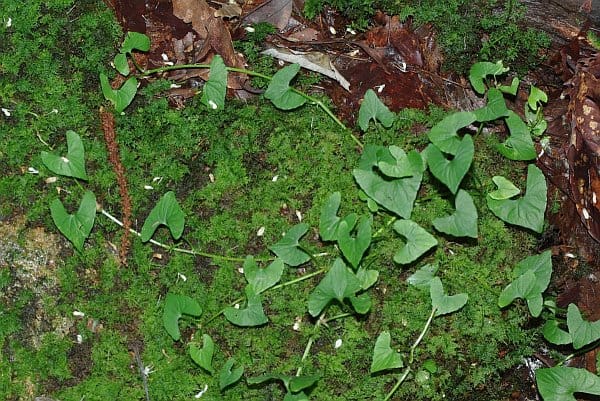 ヒメアギスミレ