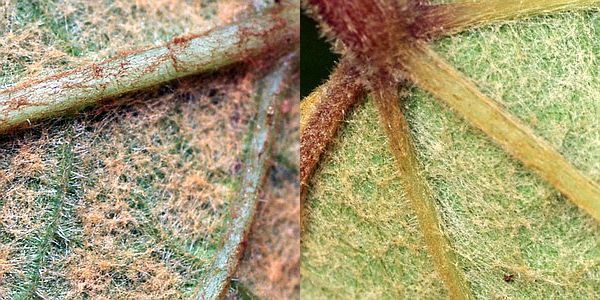 ヤマブドウとエビヅルの毛