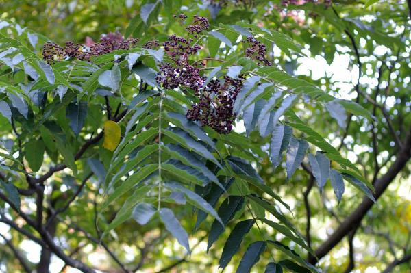 カラスザンショウ