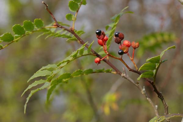 アサクラザンショウ