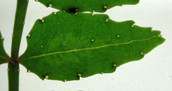 サンショウの葉