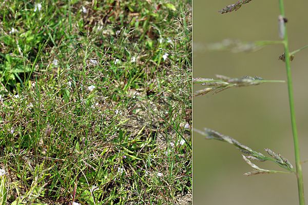 ハイコヌカグサ