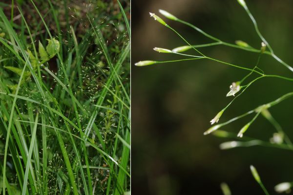 ヒメコヌカグサ