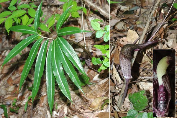 ナンゴクウラシマソウ