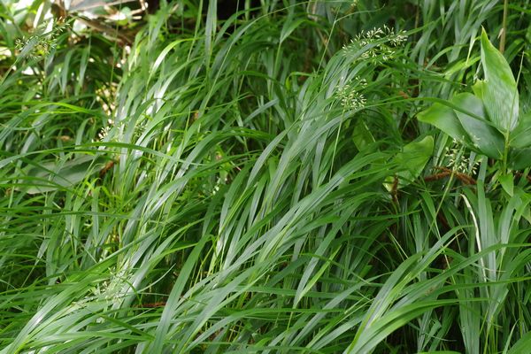 ヒメノガリヤス