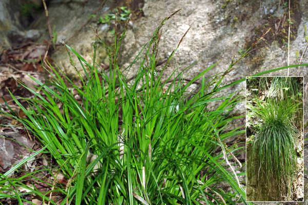 ショウジョウスゲ