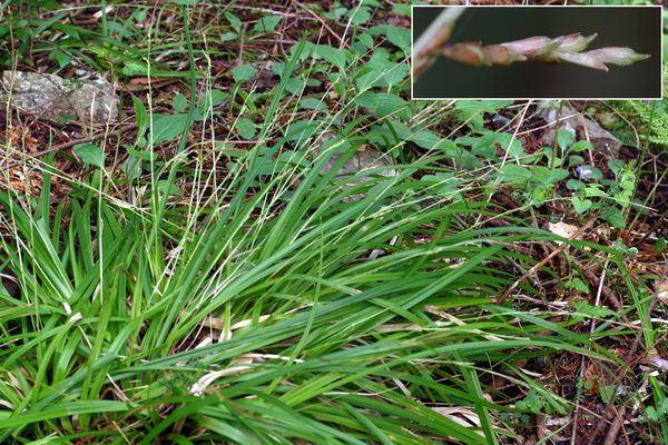 ミヤマカンスゲ