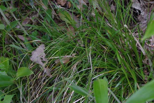 ニシノホンモンジスゲ