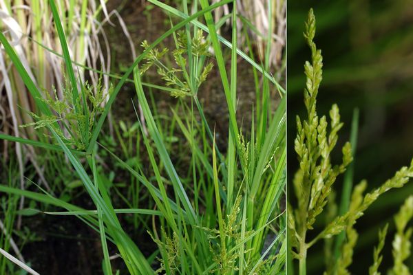 コゴメガヤツリ