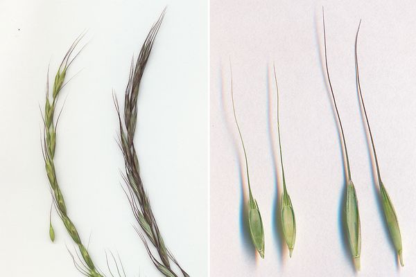 アオカモジグサ(左）とカモジグサ(右)