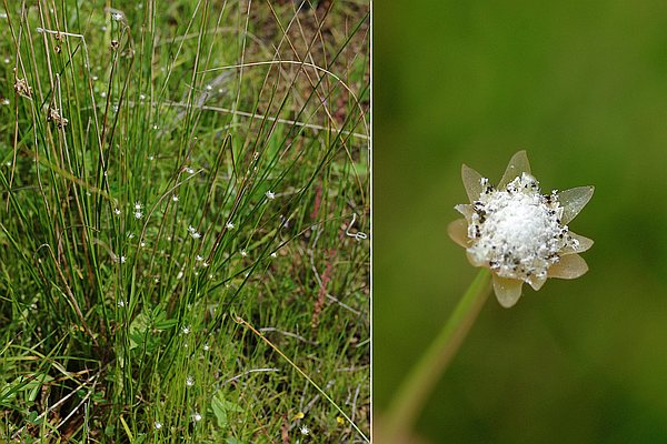 イトイヌノヒゲ