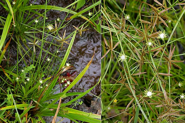 ニッポンイヌノヒゲ