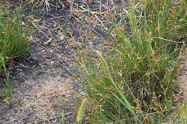 イソヤマテンツキ