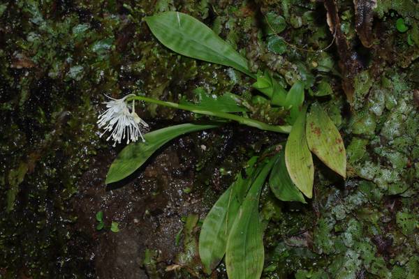 ツクシショウジョウバカマ