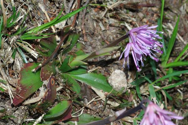 ショウジョウバカマ