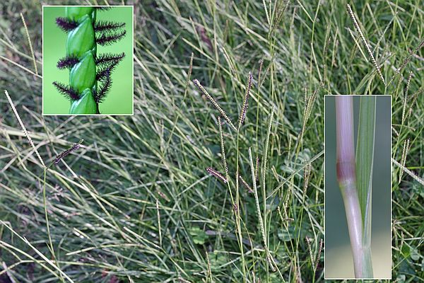 キシュウスズメノヒエ