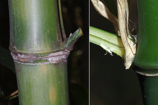 ハチクとマダケ