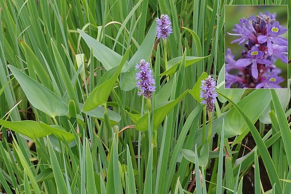 アメリカミズアオイ