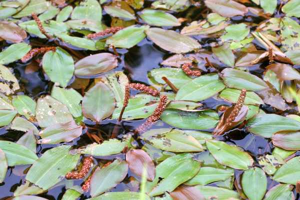 フトヒルムシロ