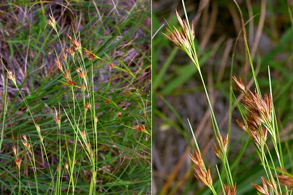 イヌノハナヒゲ