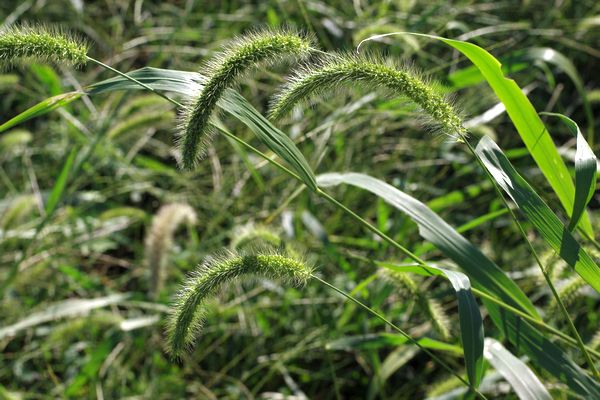 アキノエノコログサ