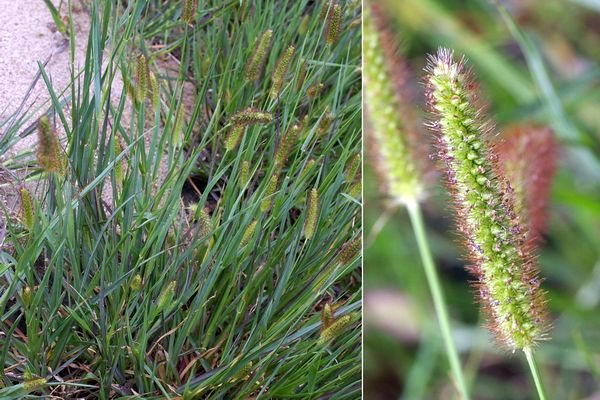 コツブキンエノコロ