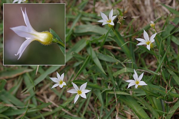 白ニワゼキショウ