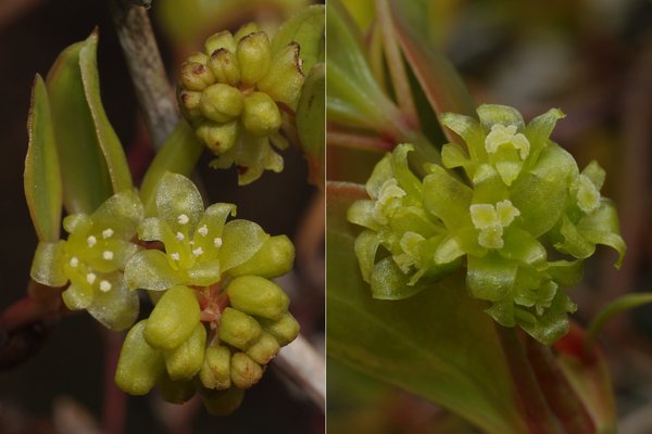 サルトリイバラ