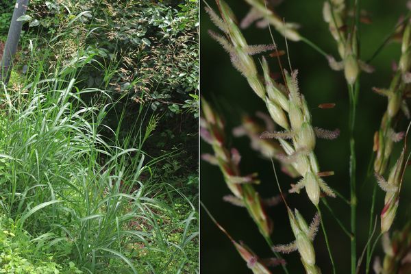 セイバンモロコシ