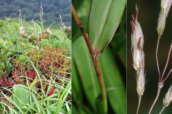 オオアブラススキ