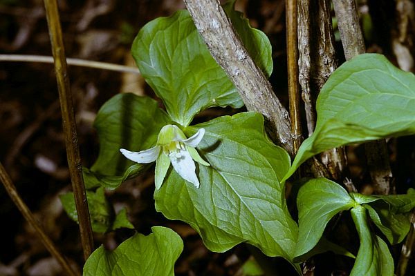 シロバナエンレイソウ
