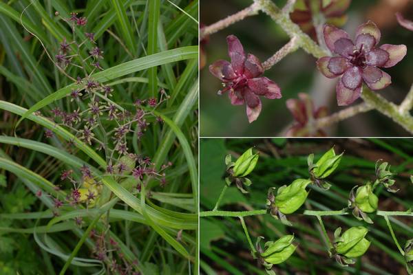 ホソバシュロソウ