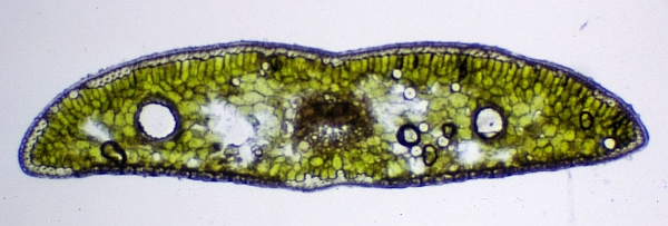 モミの葉の横断面