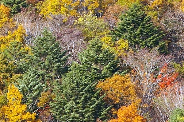 落葉樹林のモミ