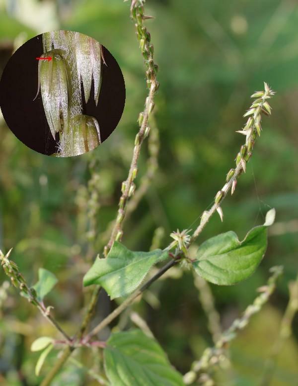 ヒナタイノコヅチ