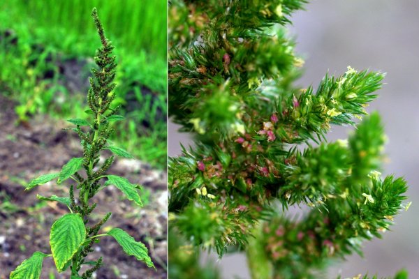 ホソアオゲイトウ