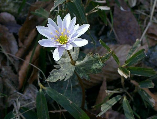 ユキワリイチゲ