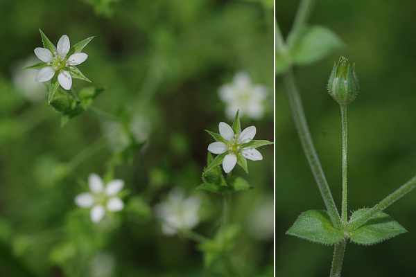 ノミノツヅリの花