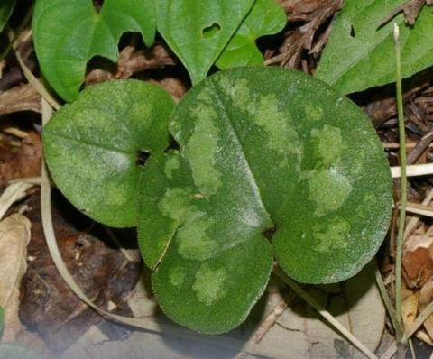 ヒメカンアオイ