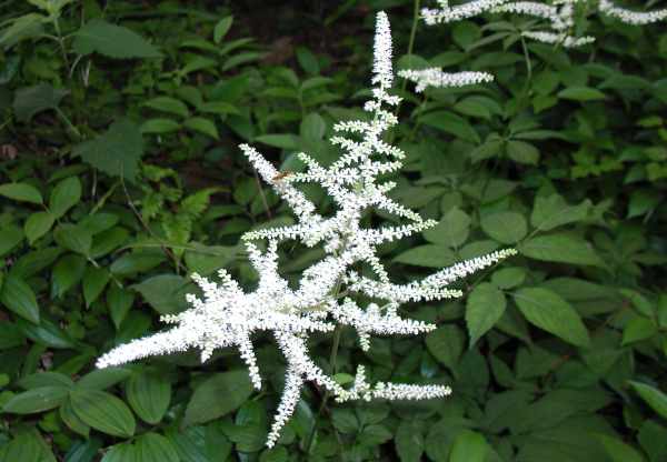 トリアシショウマ