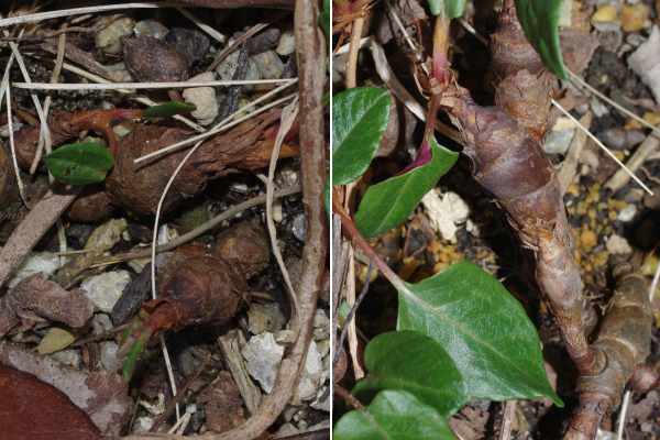 ハルトラノオの根茎